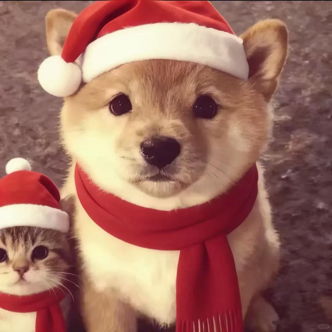 饼干公主奥利奥