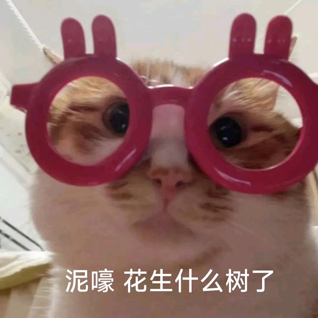 猫猫猫猫猫猫