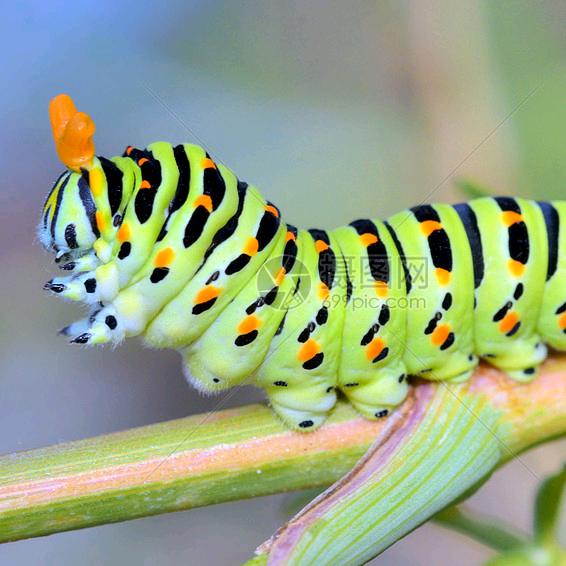 毛毛虫🐛