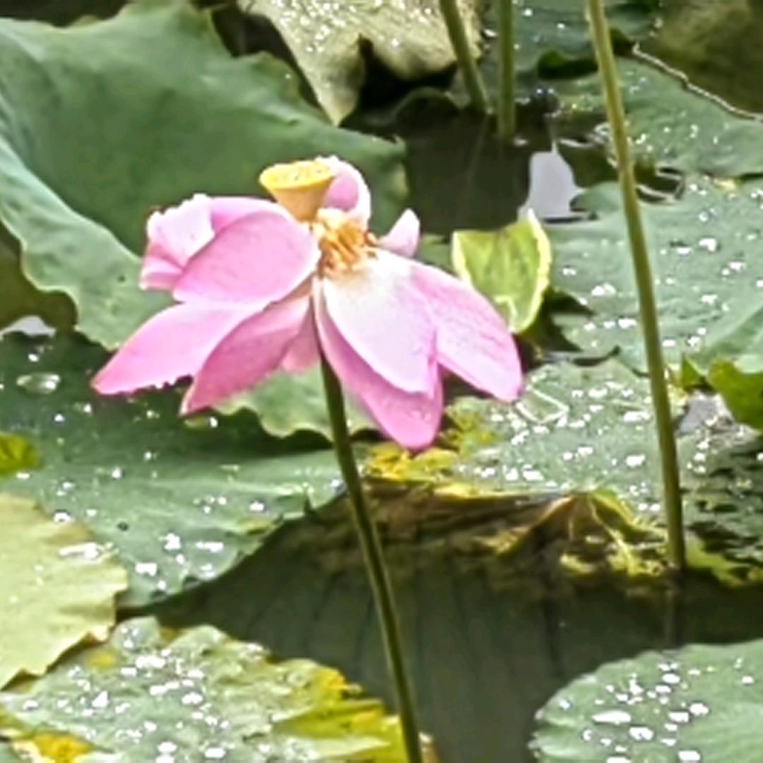 木笛123