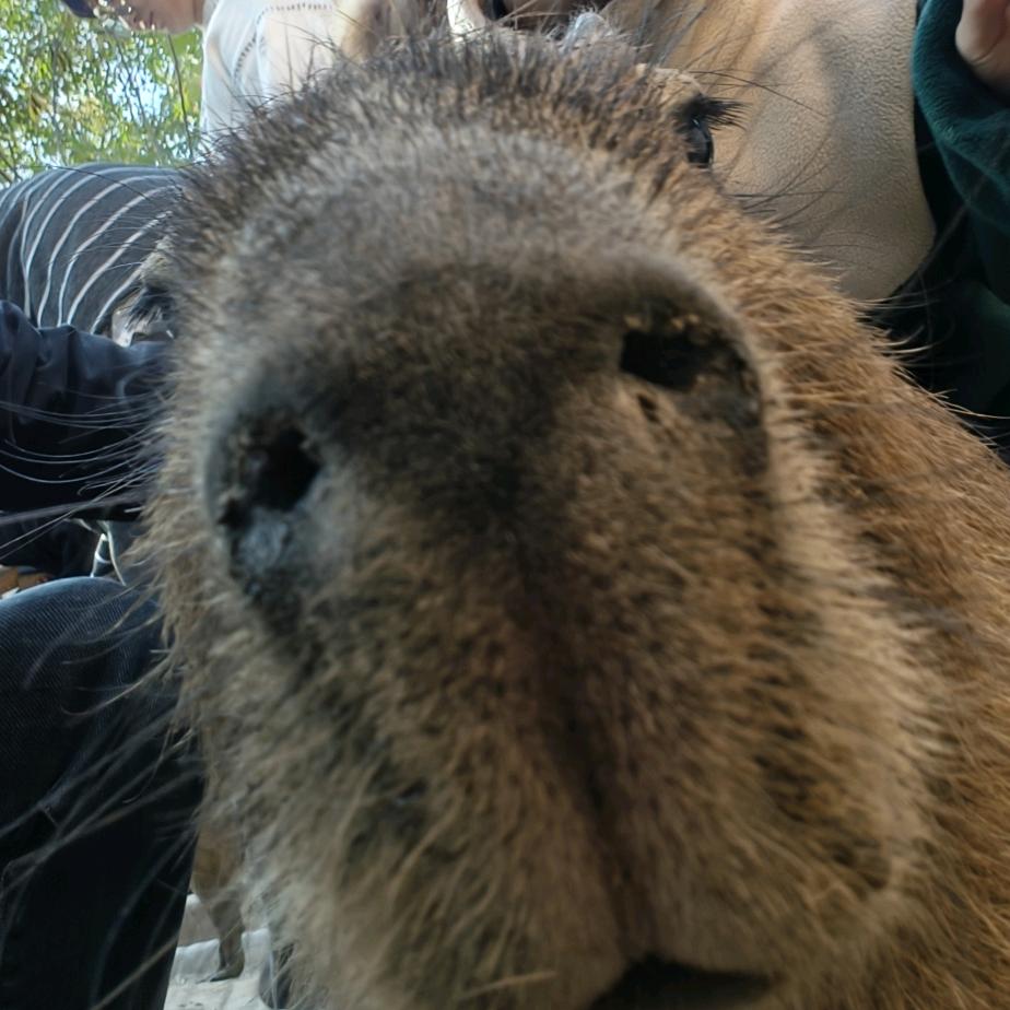 奕航白鹭可乐雪碧