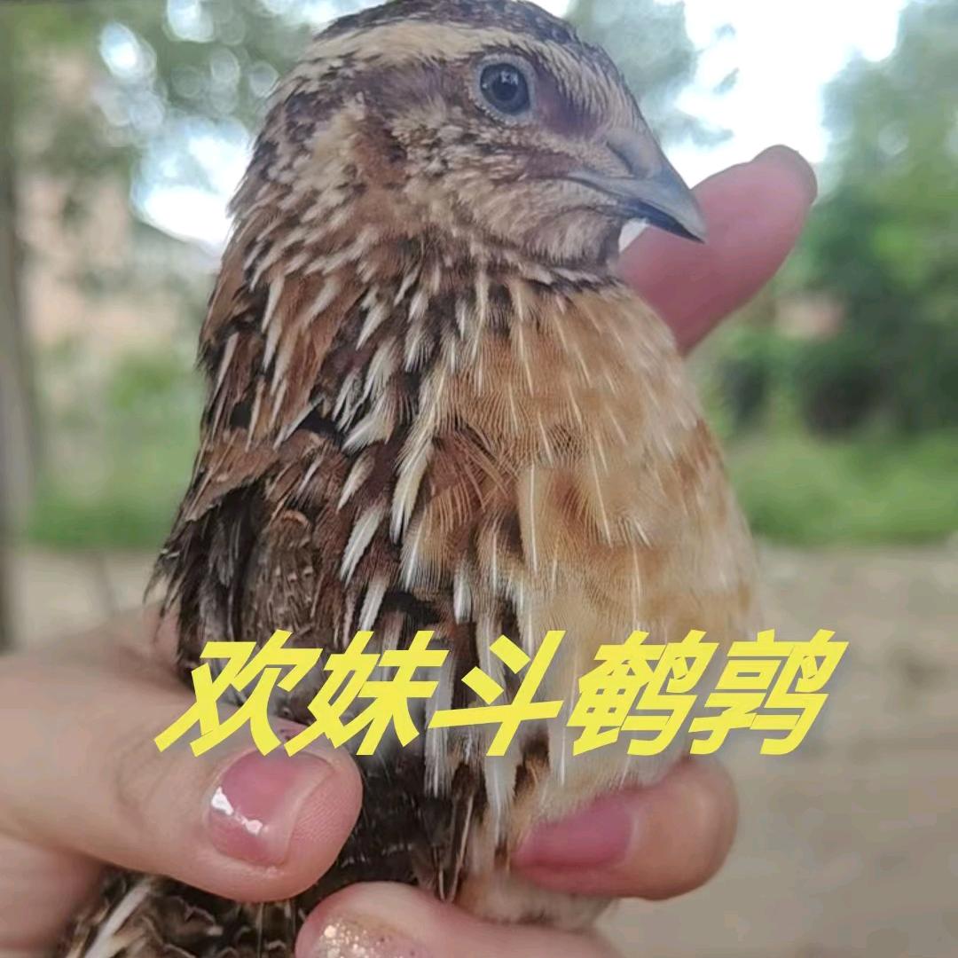 欢妹斗鹌鹑