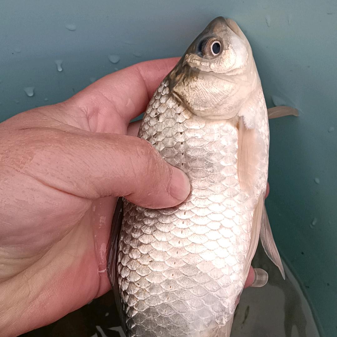 余(๑òᆺó๑)生