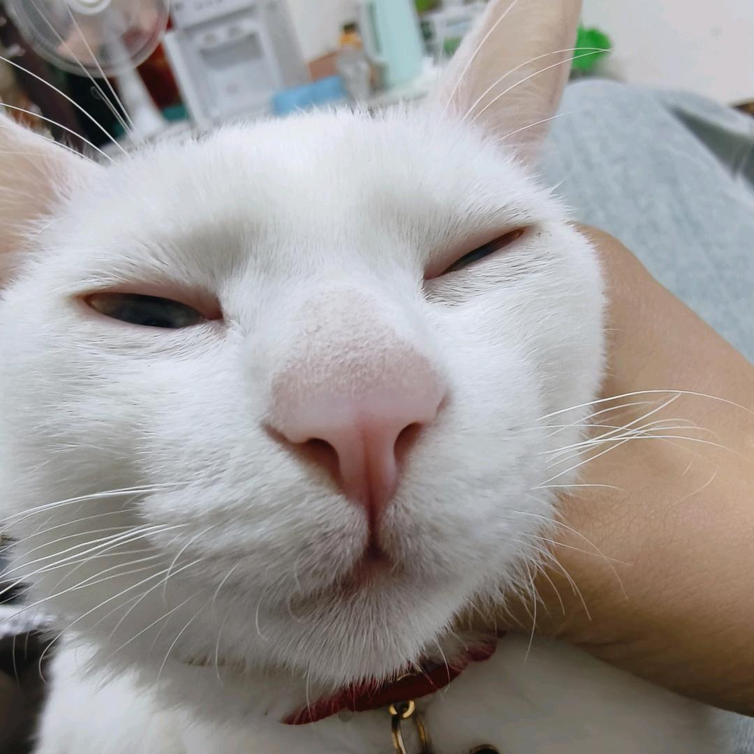 汤包不是猫