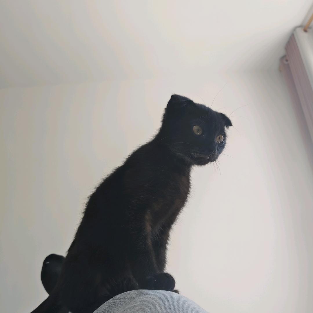 兔子不吃胡萝卜