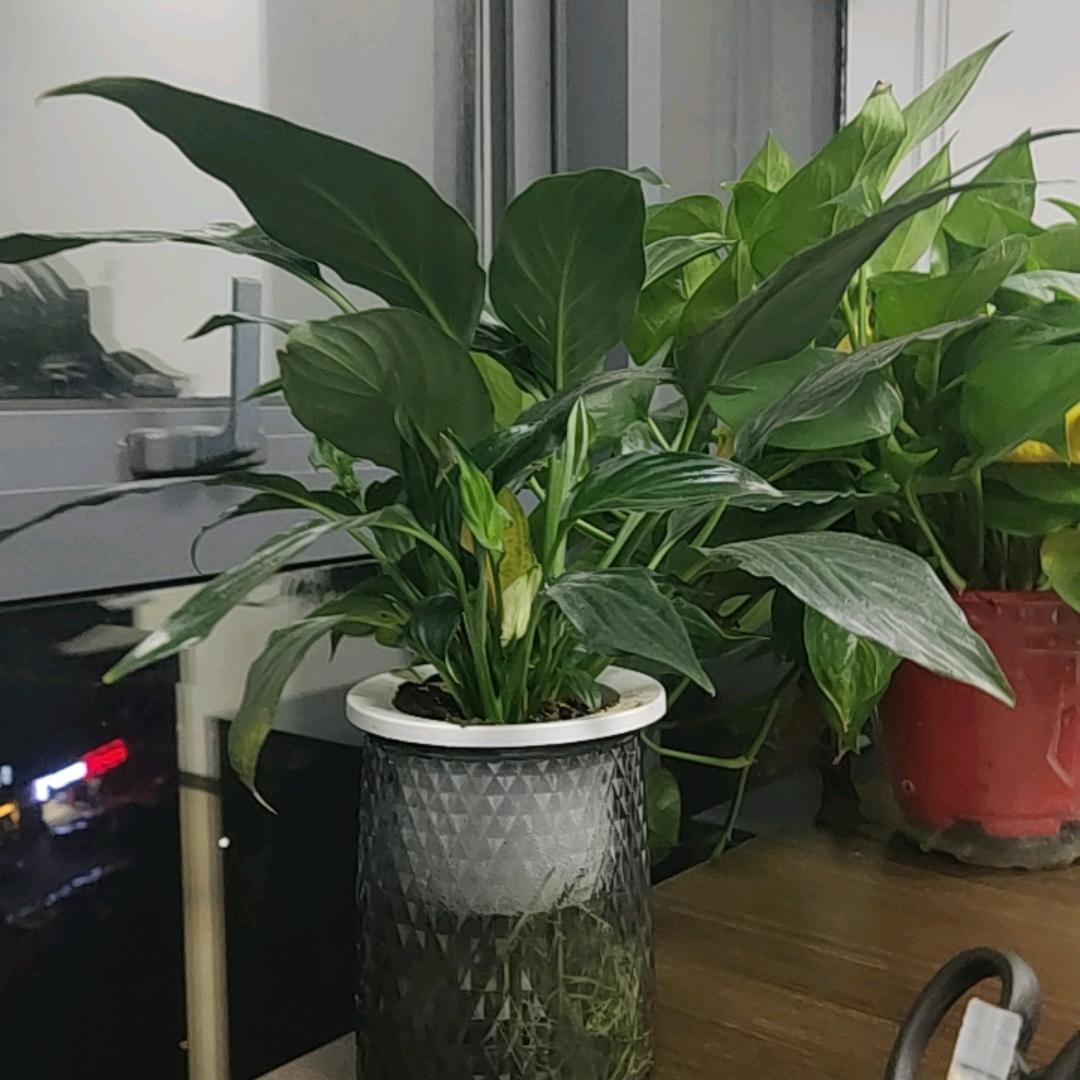 高诺高诺