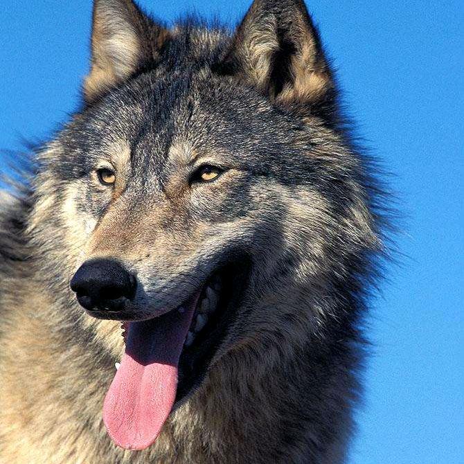 🌪️大风🌪️