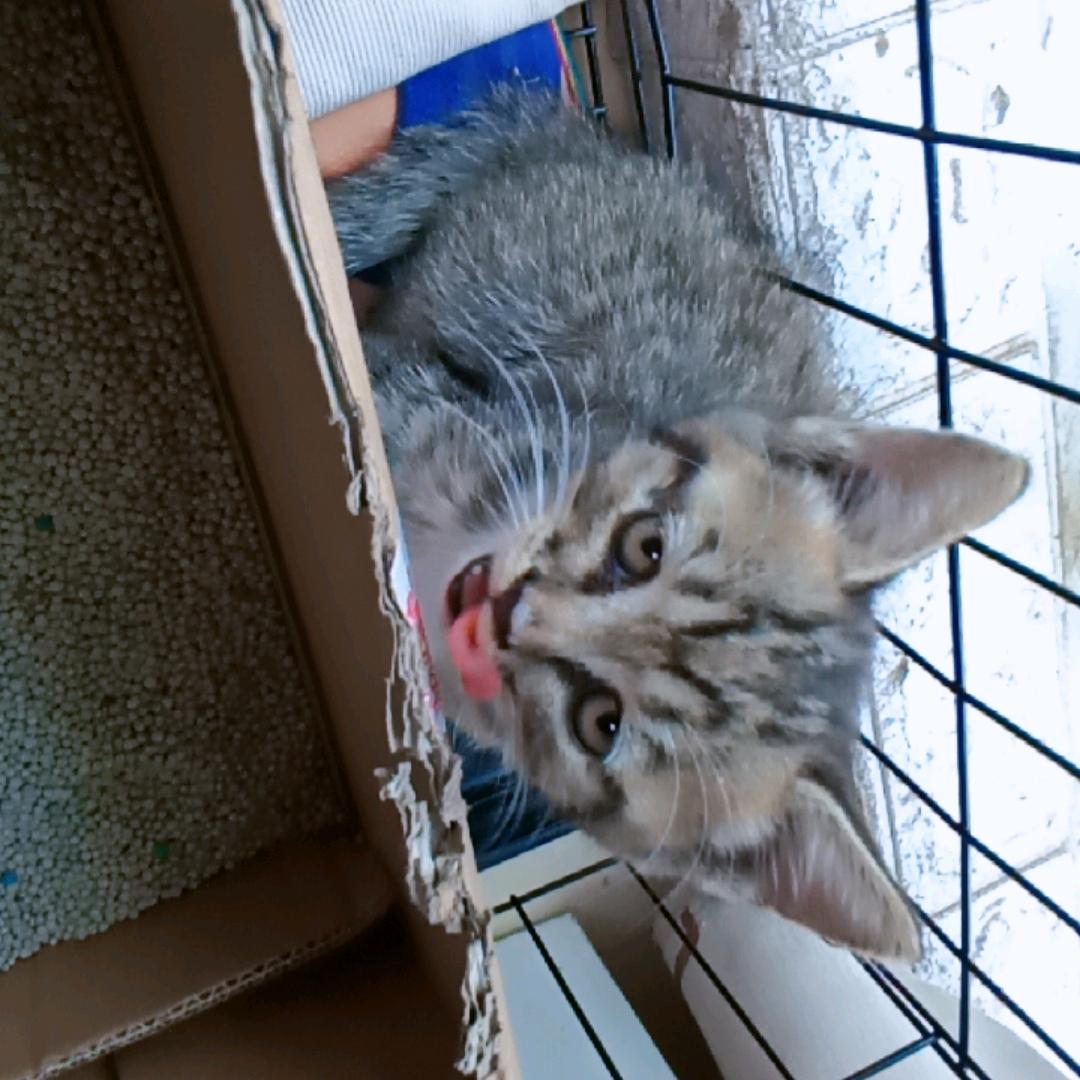 可爱小猫关注必回。