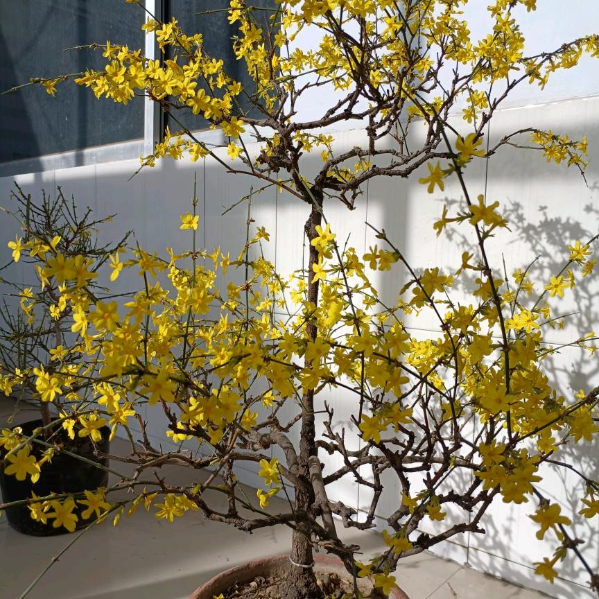 愿所求皆所得，🌻🌻平安喜乐🌹🌹
