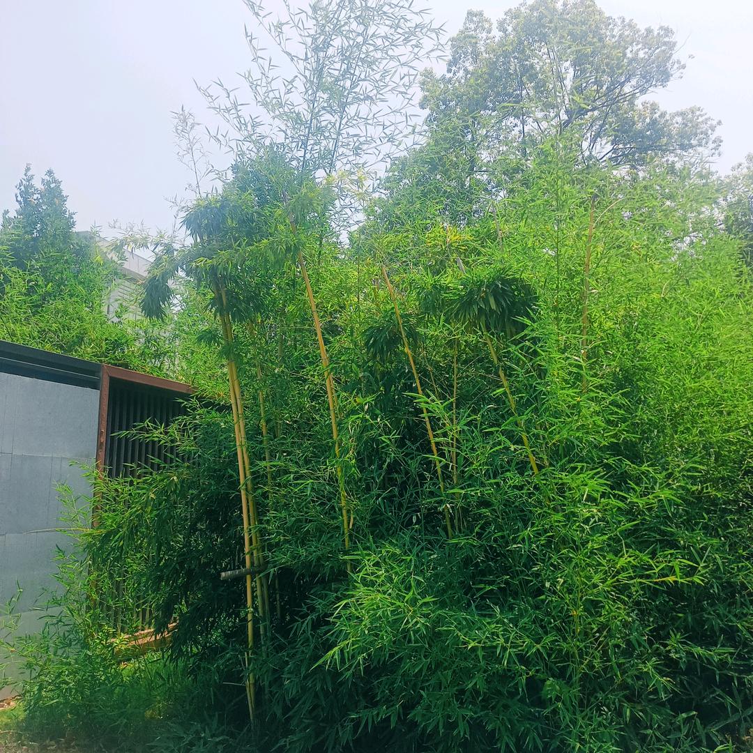 忆往情深