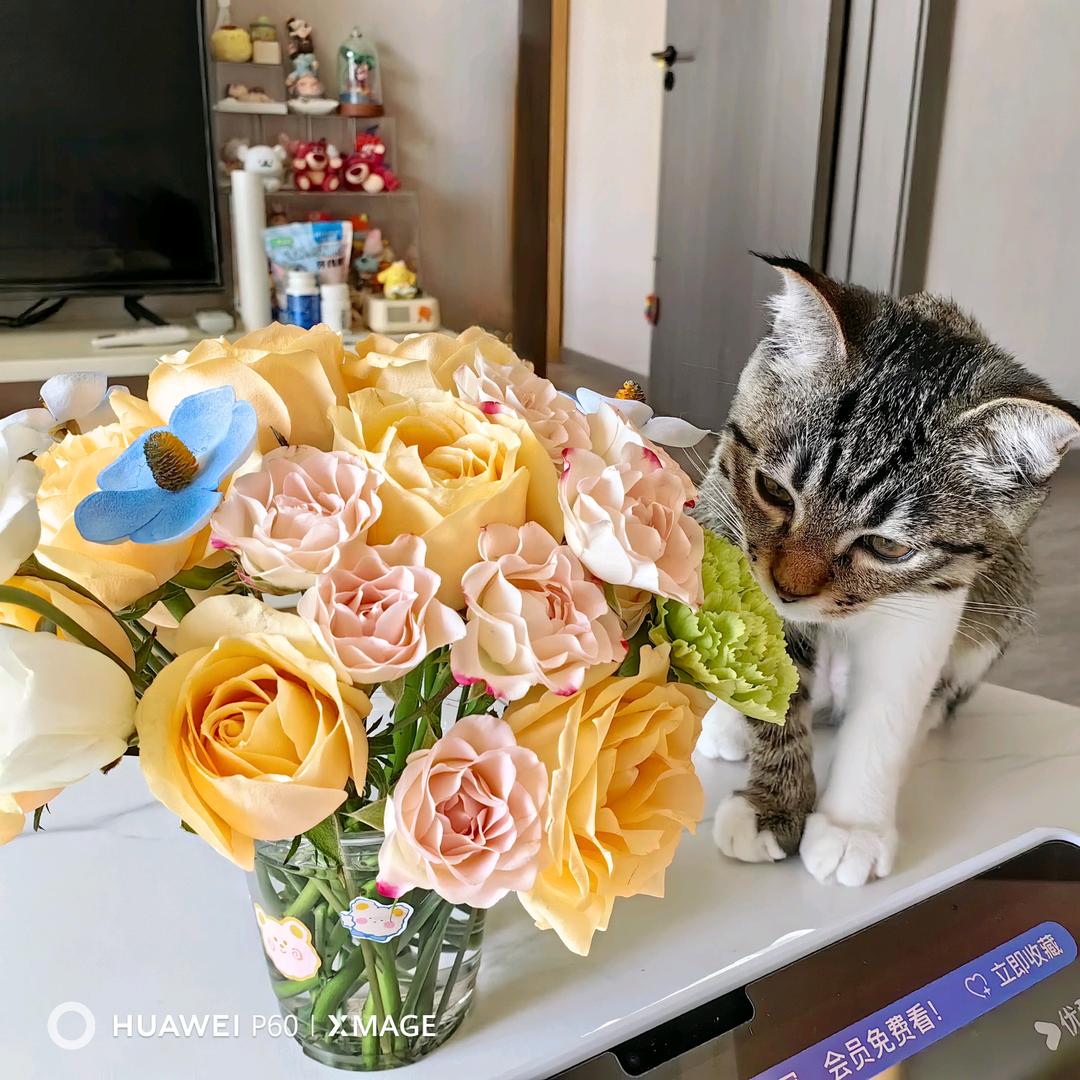 小鱼呆呆猫