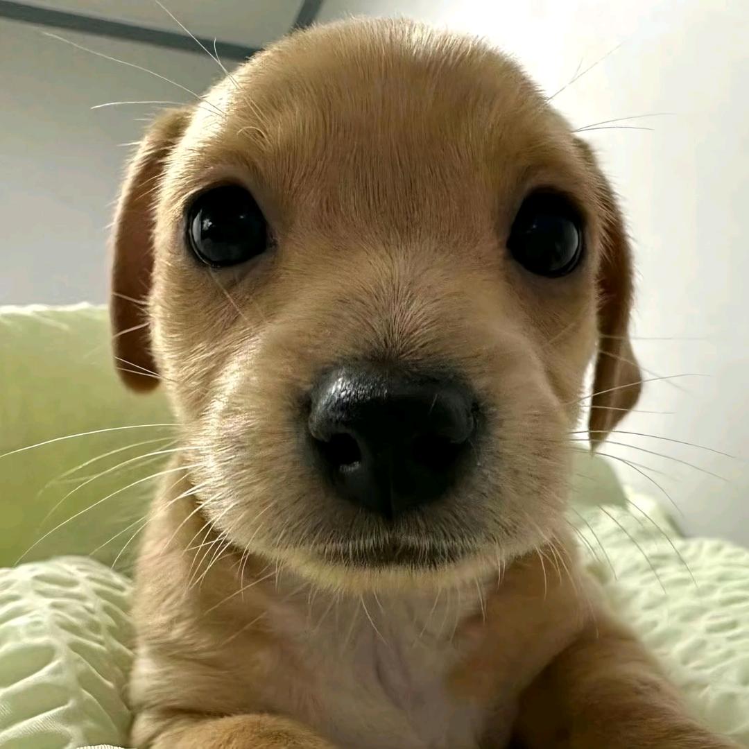 鸭鸦