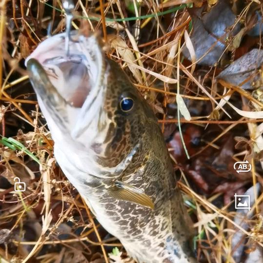 溪流狂魔路亚人