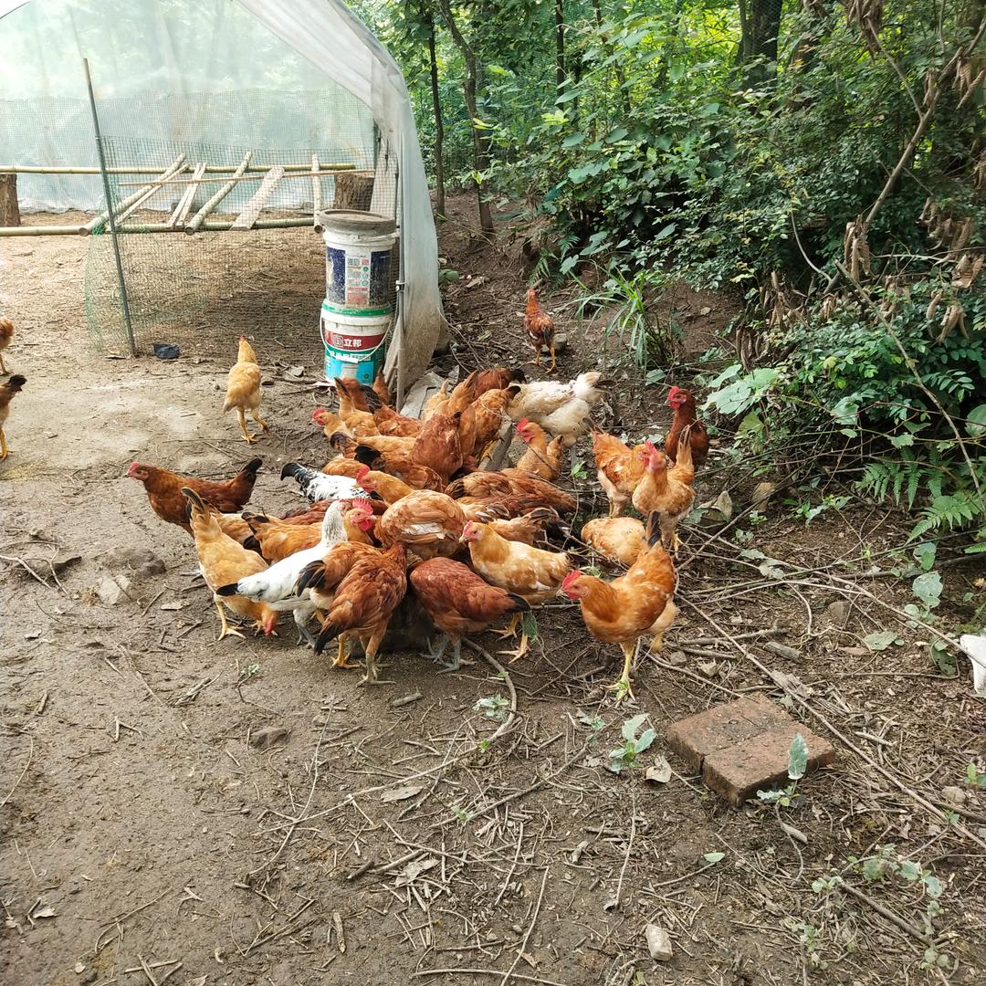 种养业鸡哥。