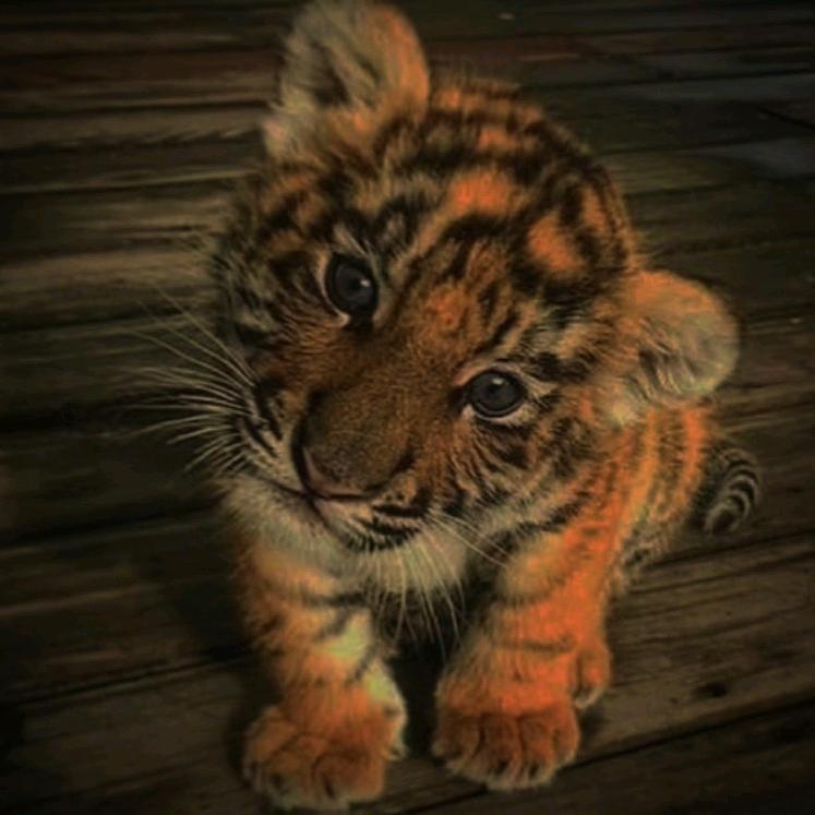 🐯