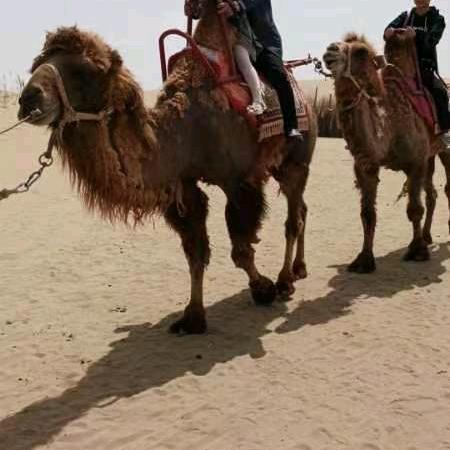 邓姐牛大号开播(Ⅱ点4O丿