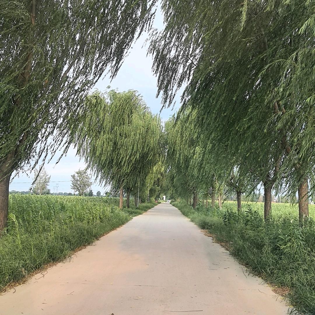 静待花开叶落归来