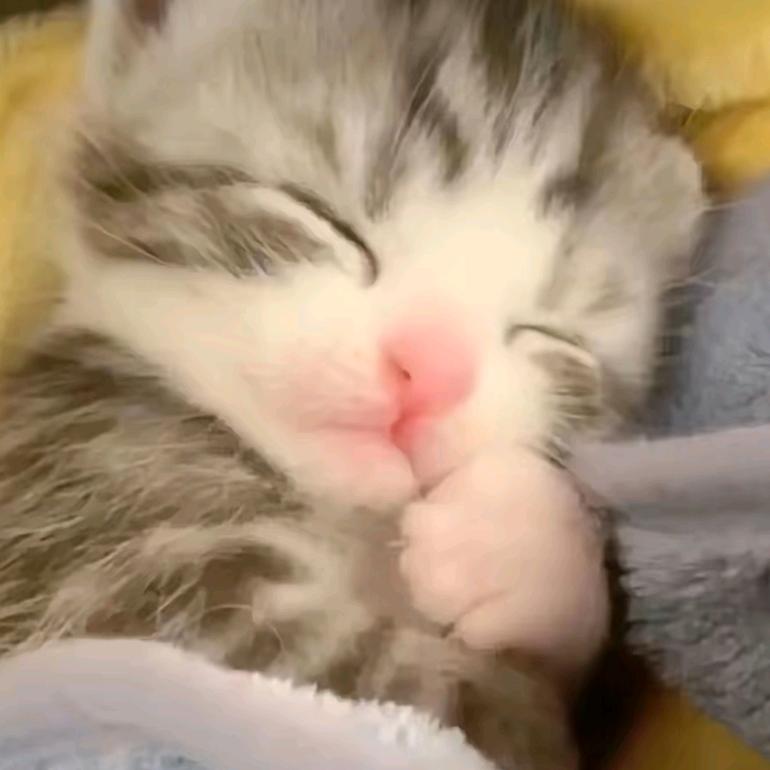 一只小猫