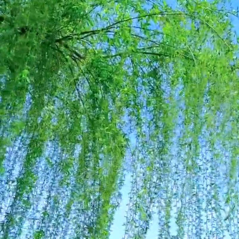 岁月静好：