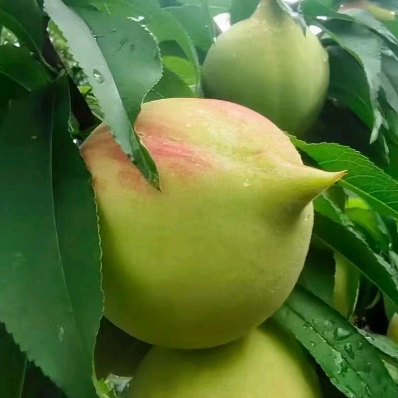 秀姐好物