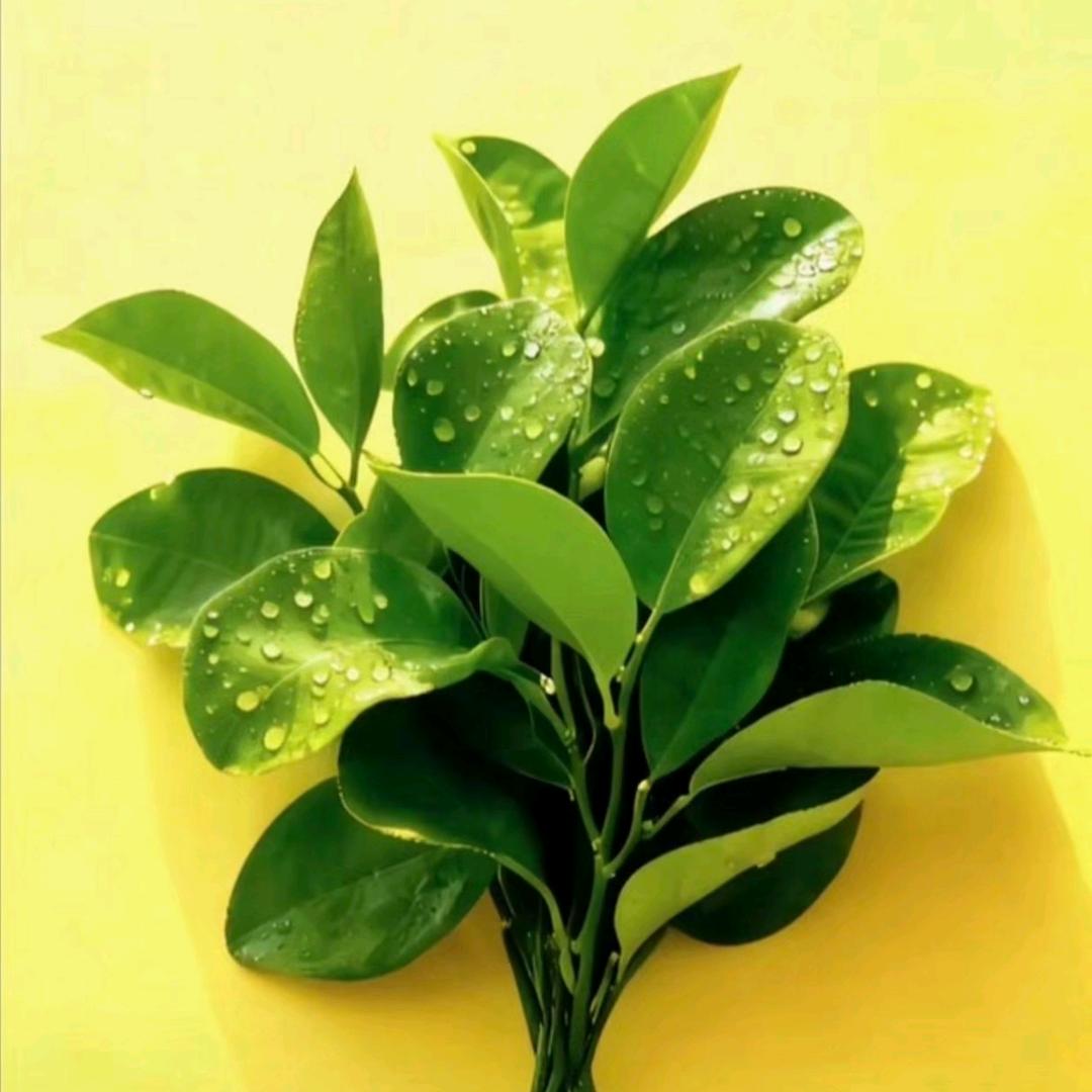 💫鱼丸💫💞⁵²º