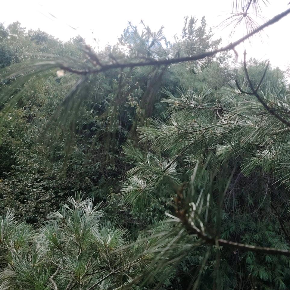 从你的全世界路过