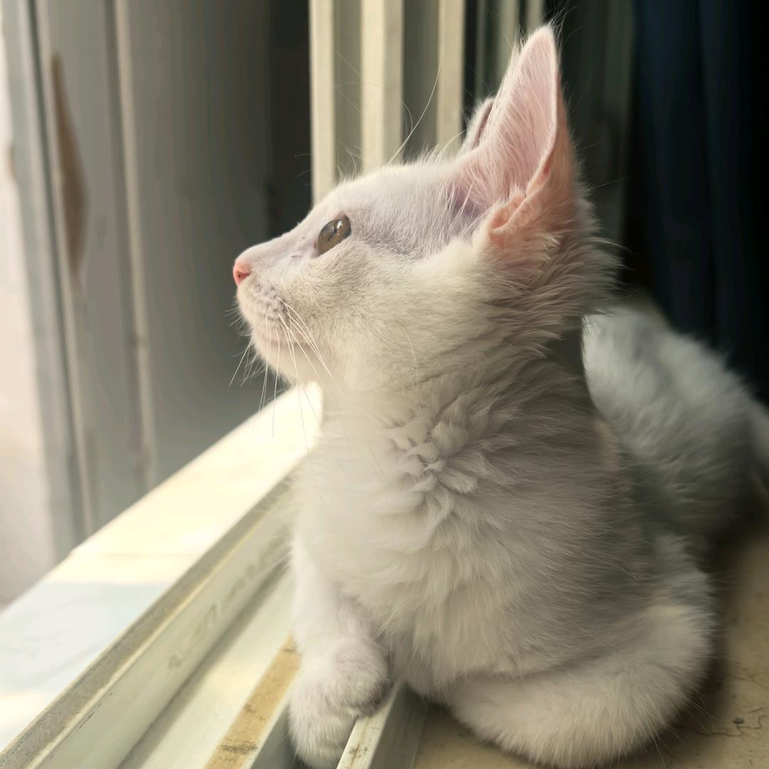 糯叽叽ʕᵔᴥᵔʔ巧克力