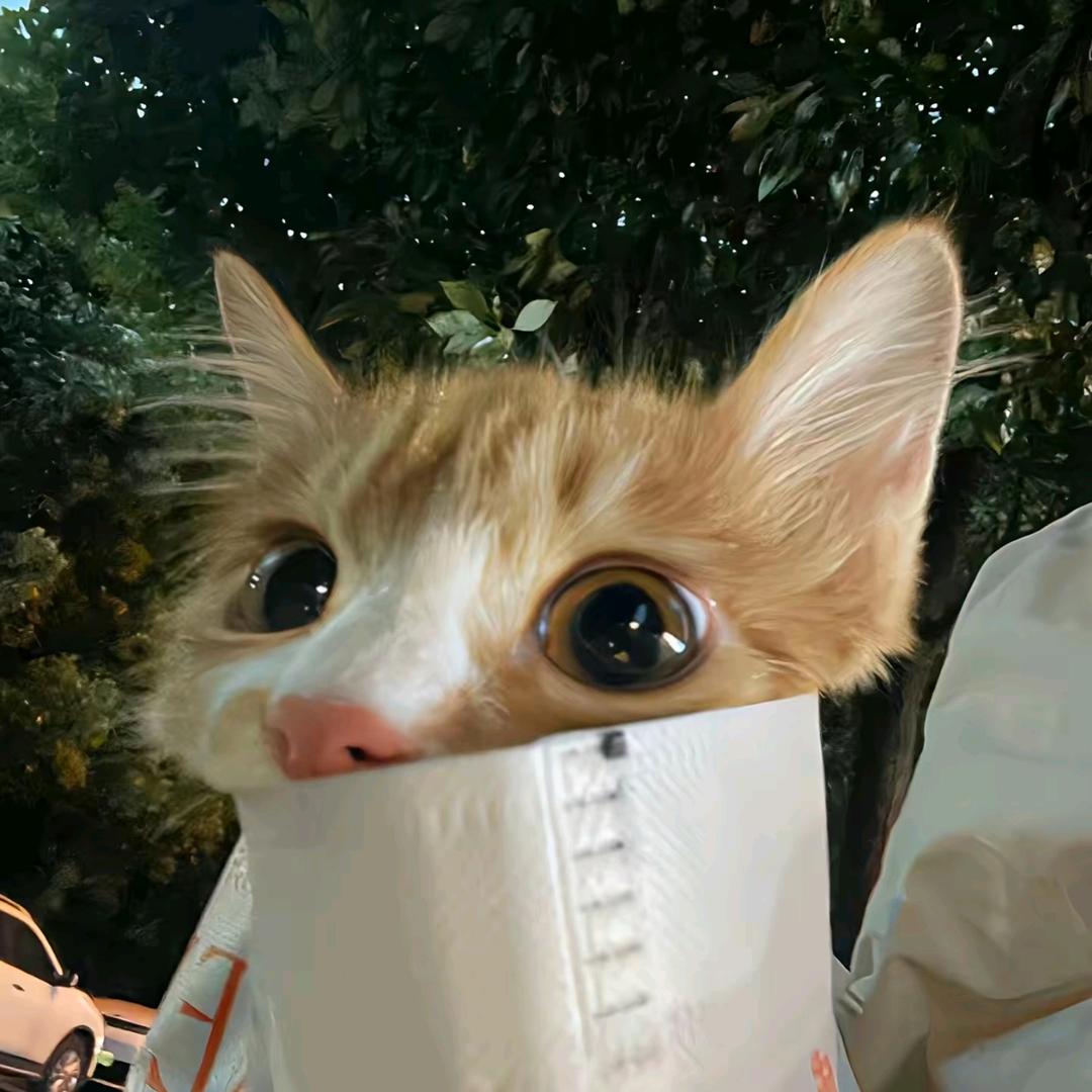 不知名小猫