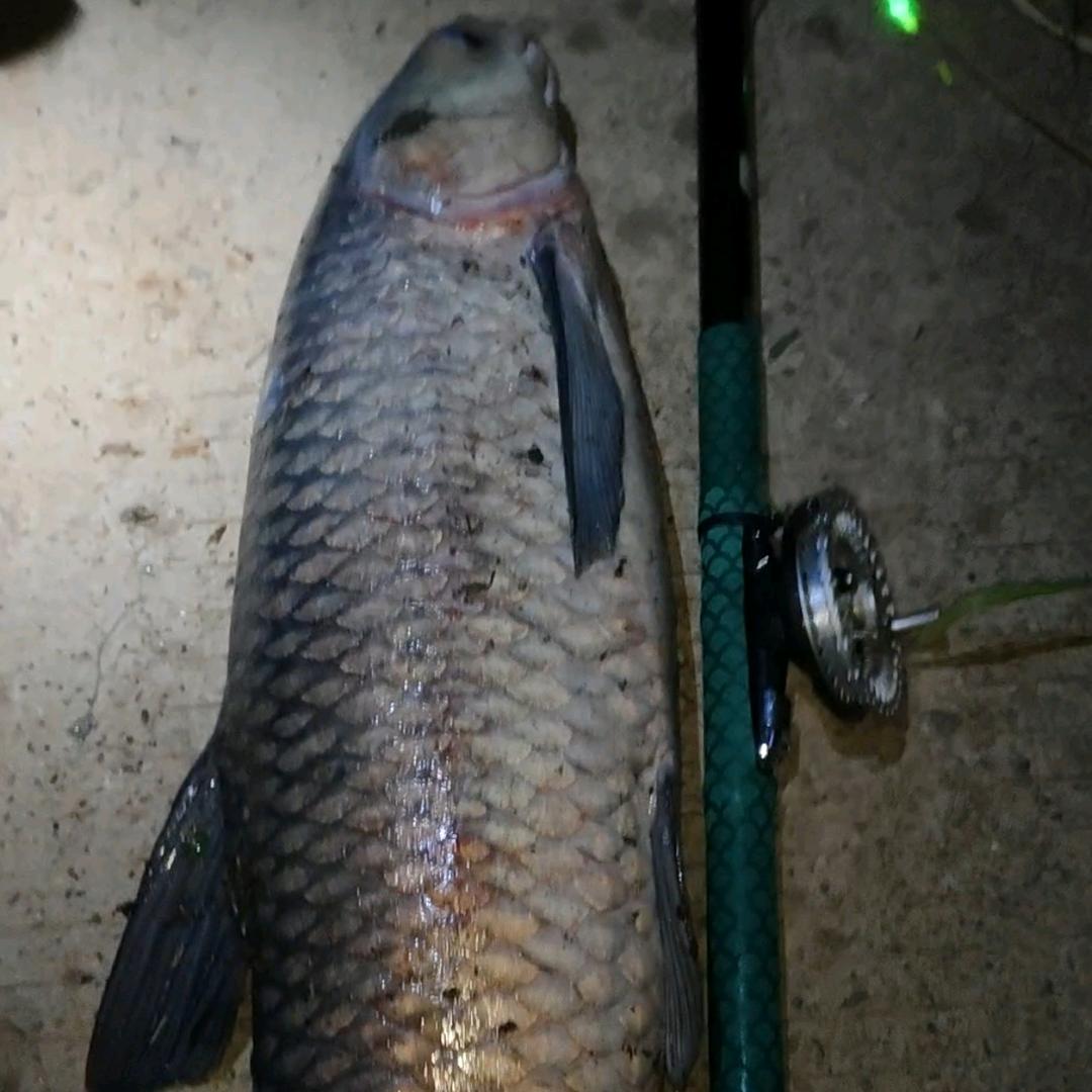 @ 张 橘 长☞满级喂鱼大师