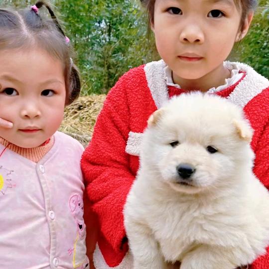 广西钦州源欣生态狗场（出大骨架狗苗）