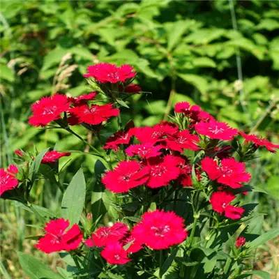 🌺ℋ幸ღ福᭄人💞生࿐🇨🇳🇭🇰