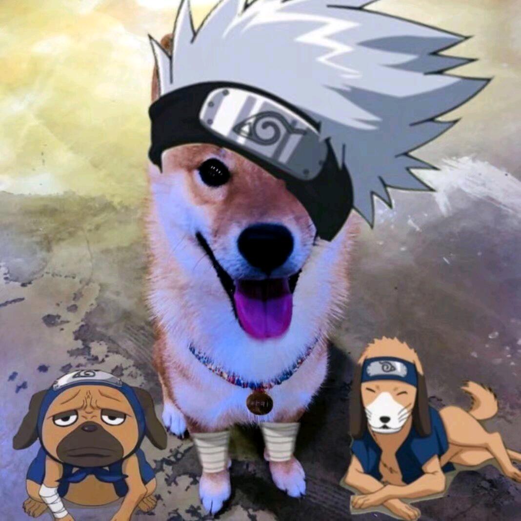 卡卡星