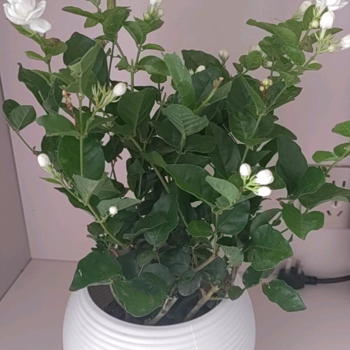 满天星