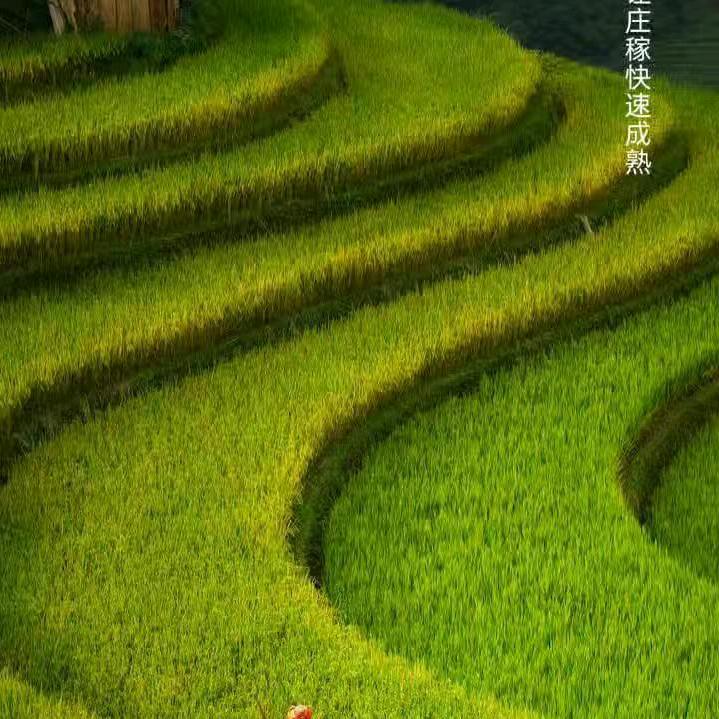 厦门网约车小楊