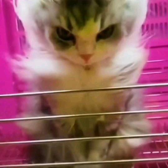 猫妹