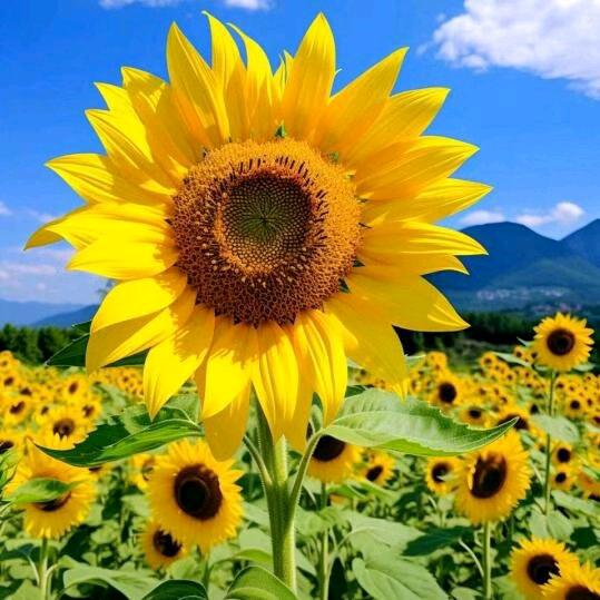 🌻🌻向阳而生