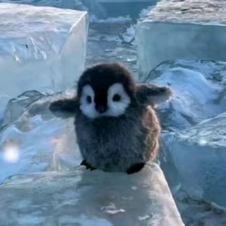 我是豆豆豆豆豆豆包