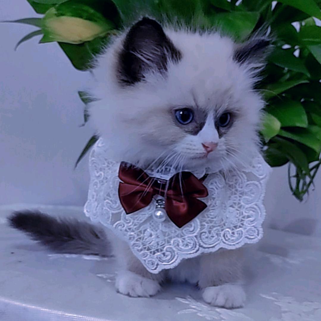 汤圆 🐈