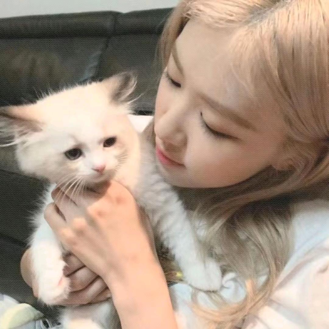 懒猫7（要见BP版）