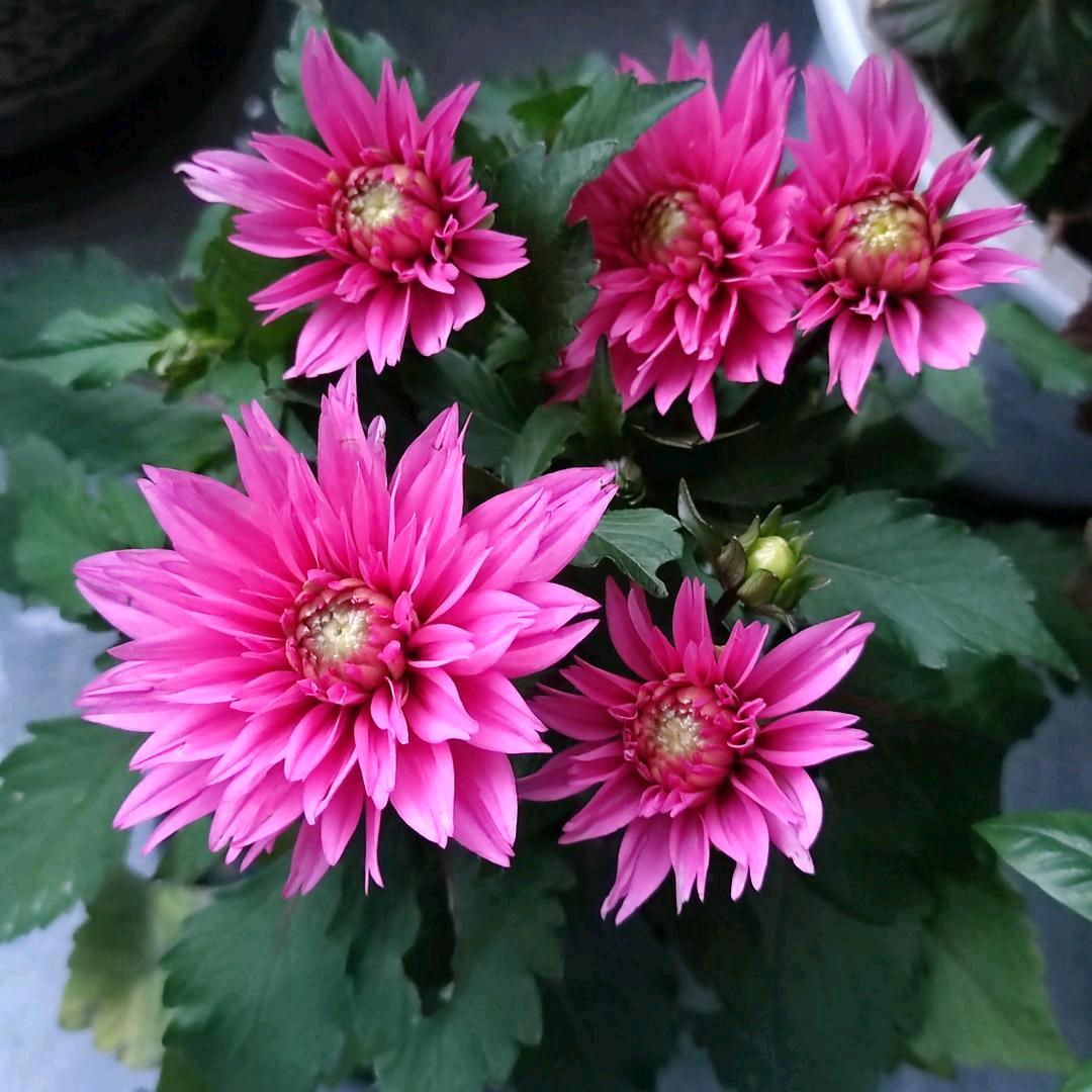 浅水菇凉柠檬泪