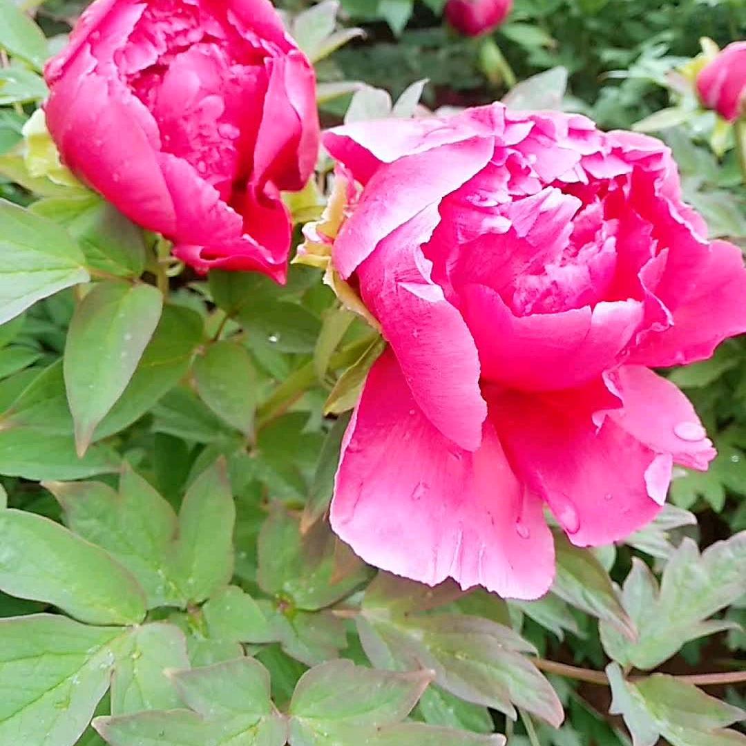 ❤️喜❤️洋❤️洋❤☘️❤️☘️