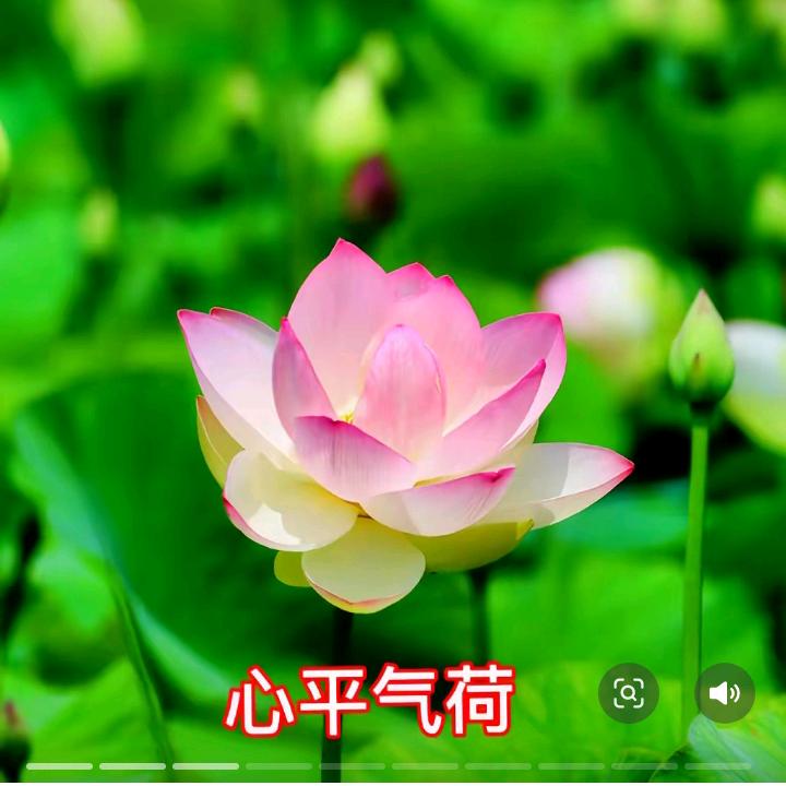 小花🌹妹