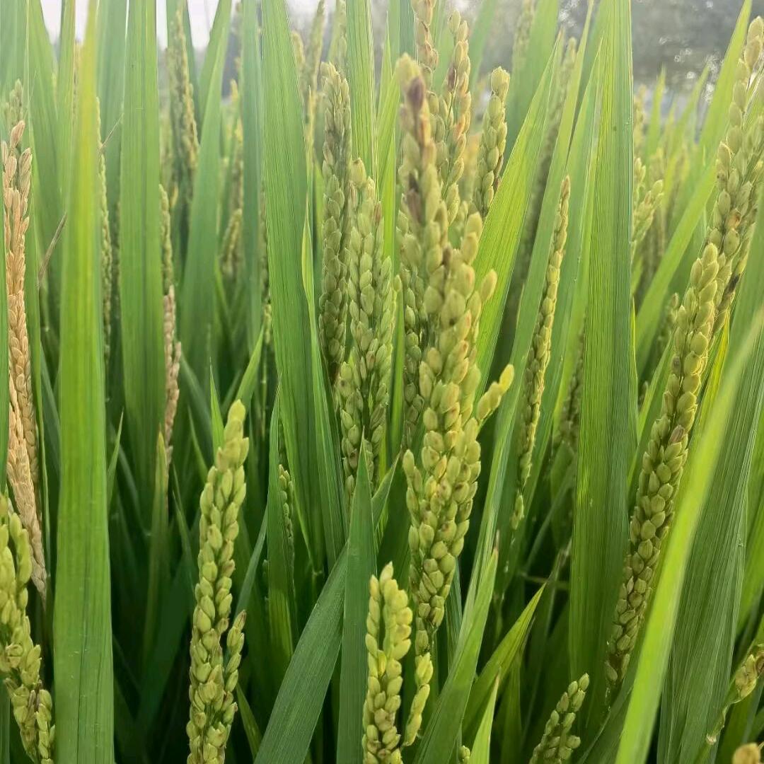 空山新雨后