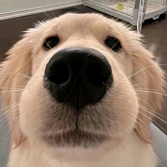 小猫牵着小兔子