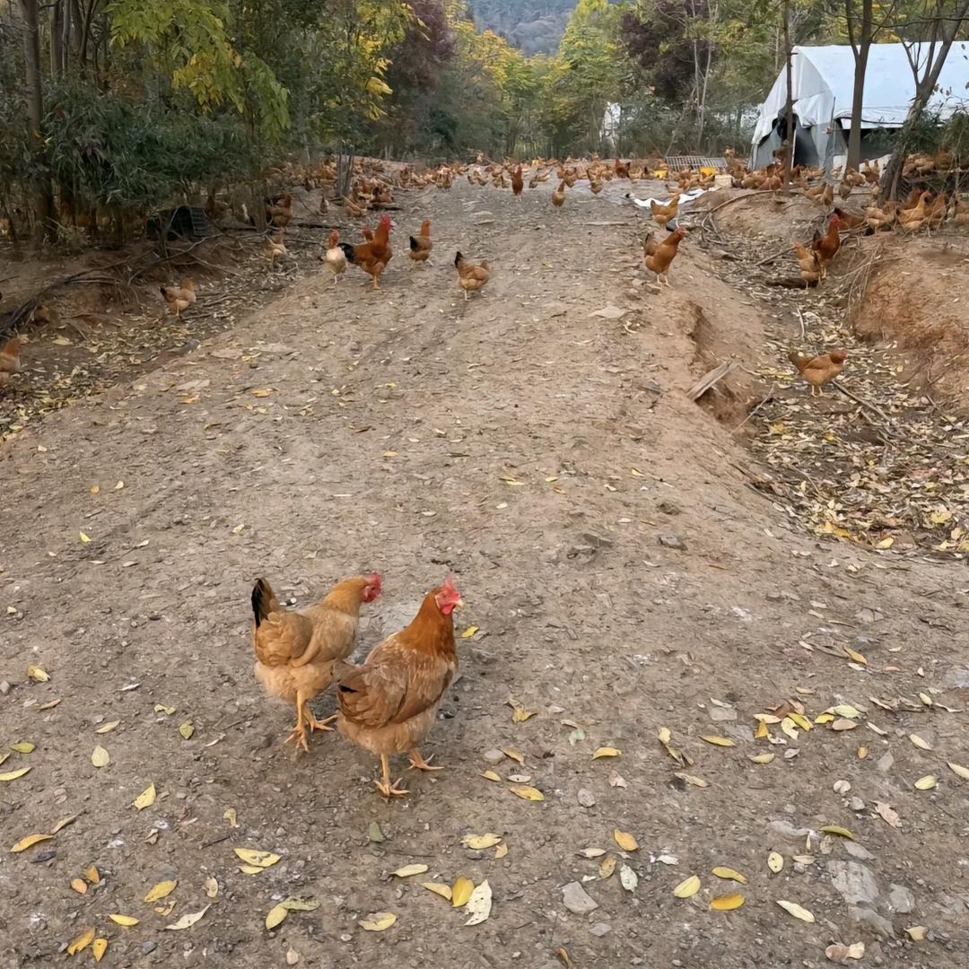 农村土鸡蛋批发A