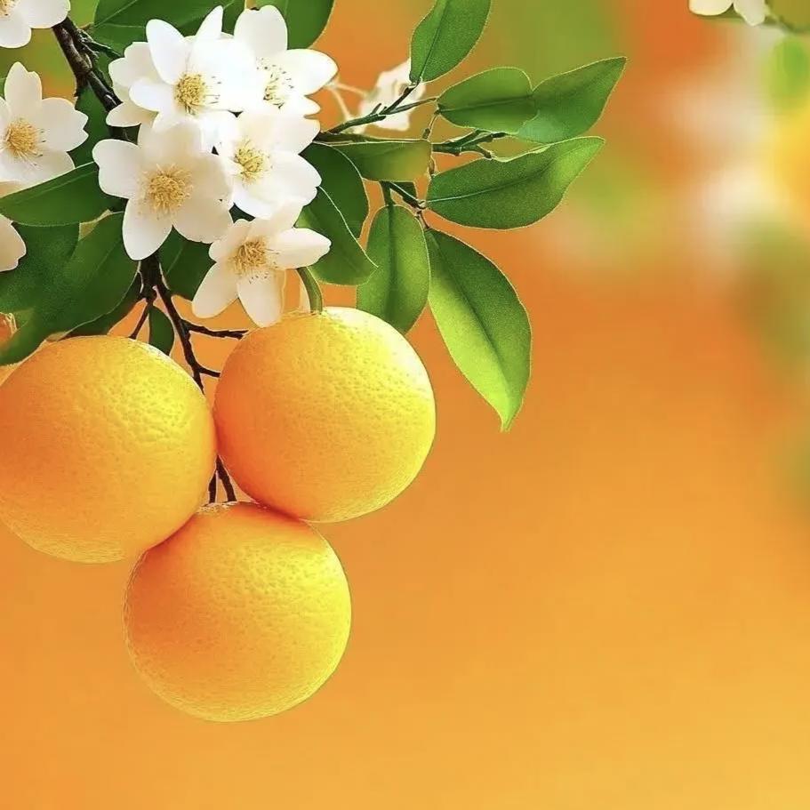 鑫安心安💛🌊