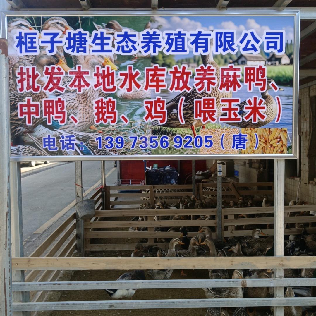邵阳中南家禽市场批发喂玉米鸭子唐