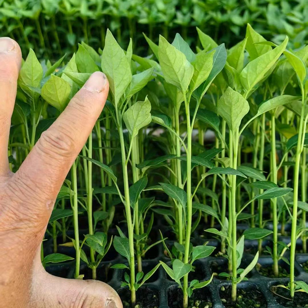 七瑞农业种子种苗