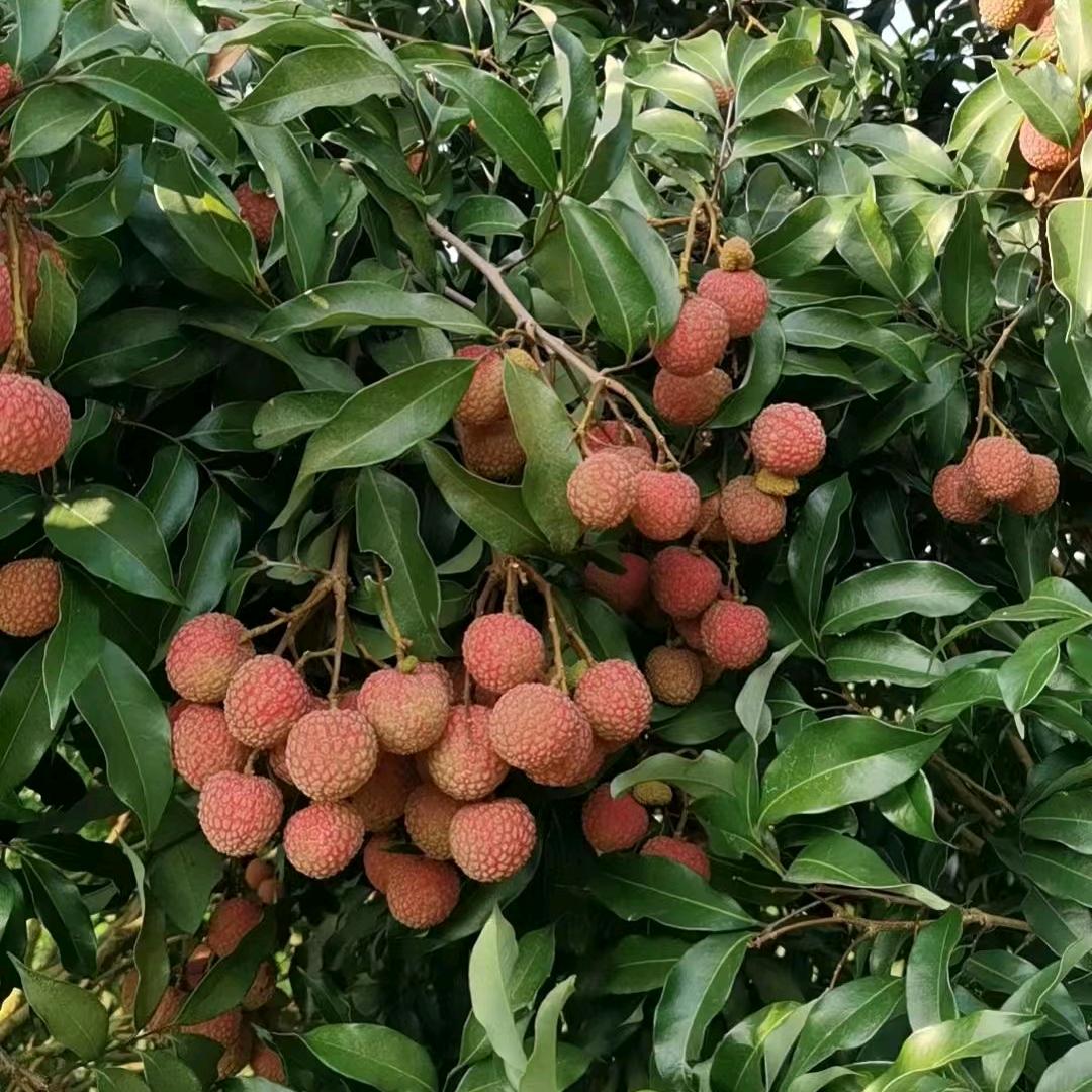 森林的木，荔枝树