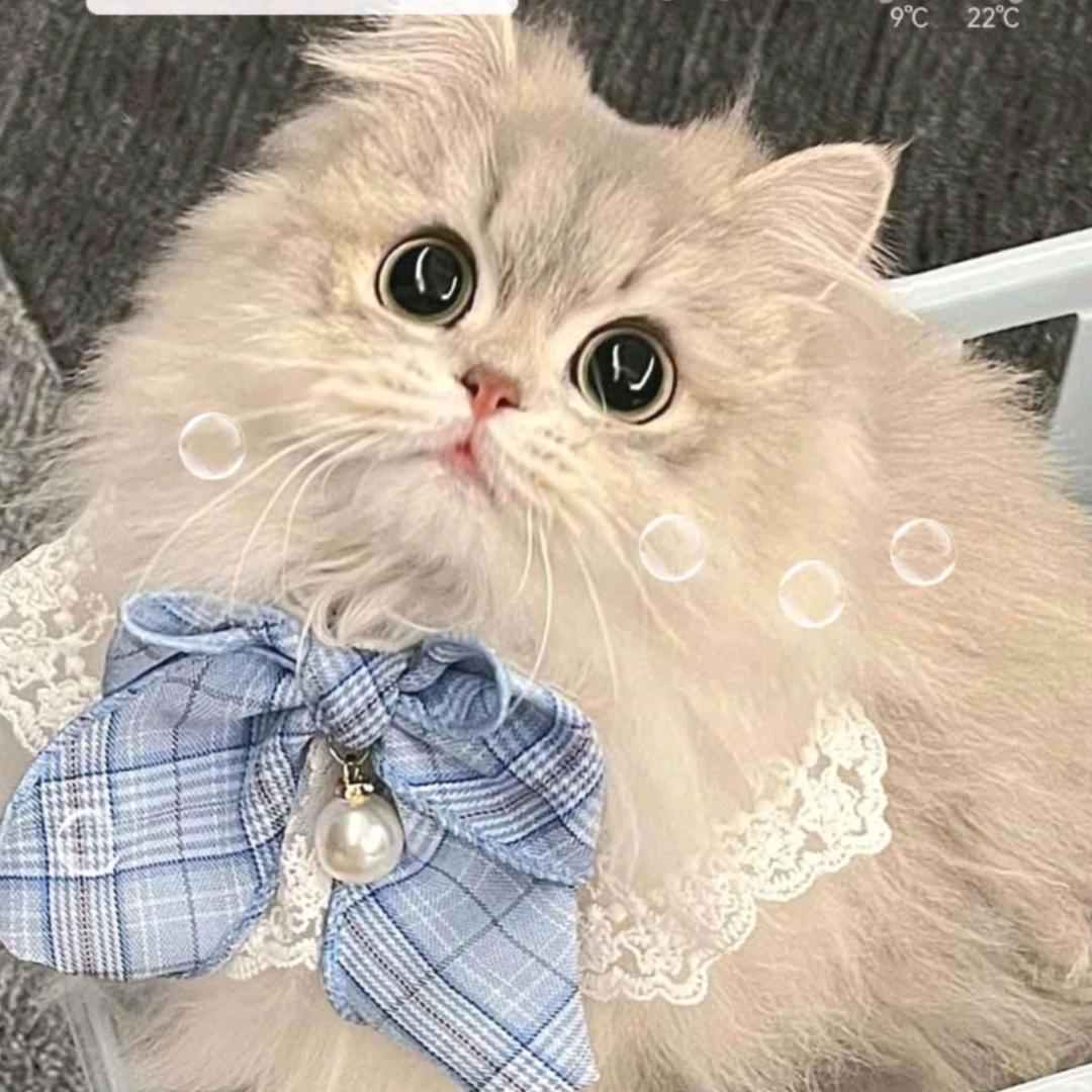 🫧ღᩚ慧ঞ如愿᭄☄